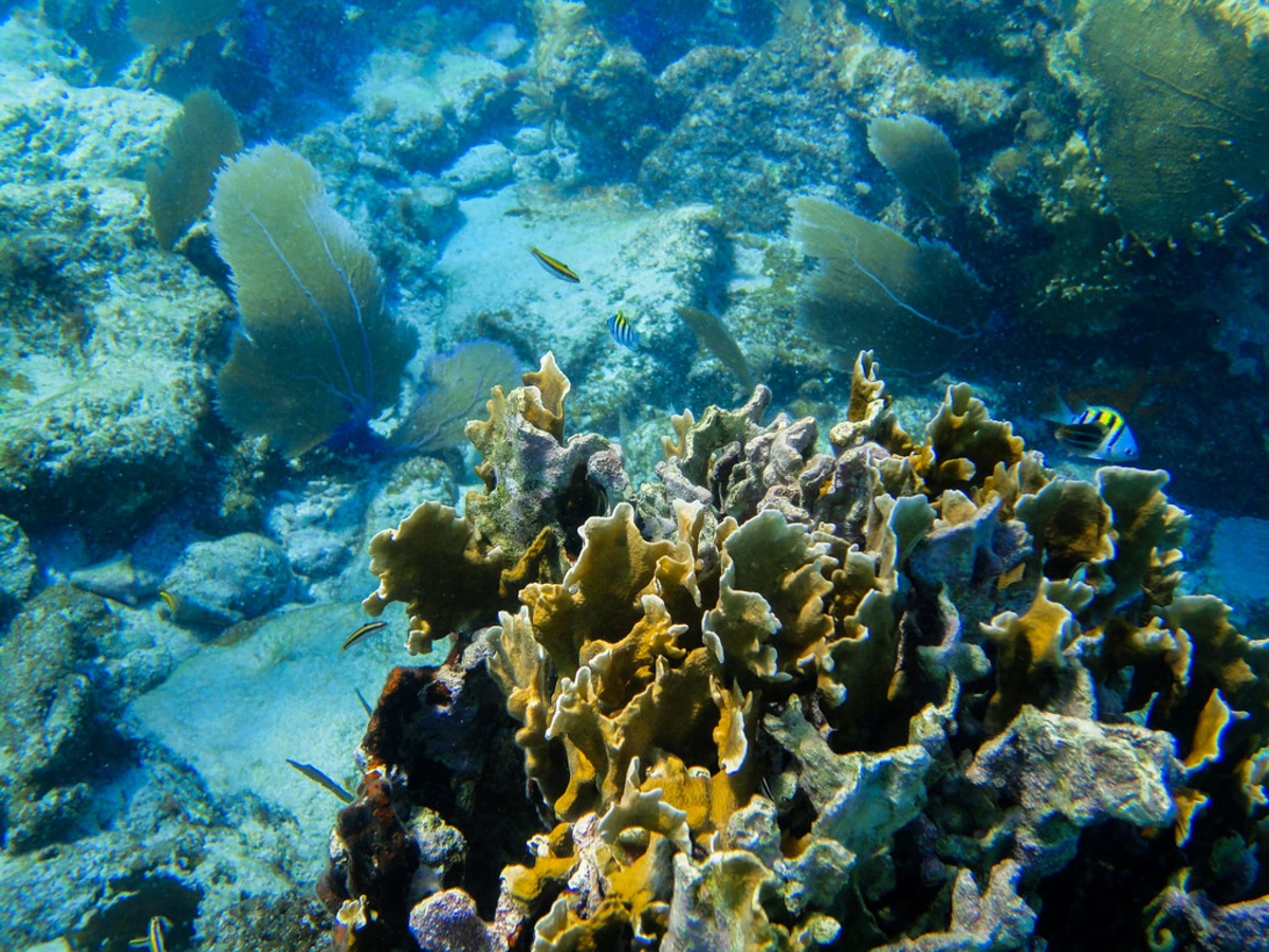Récif Glover, Belize