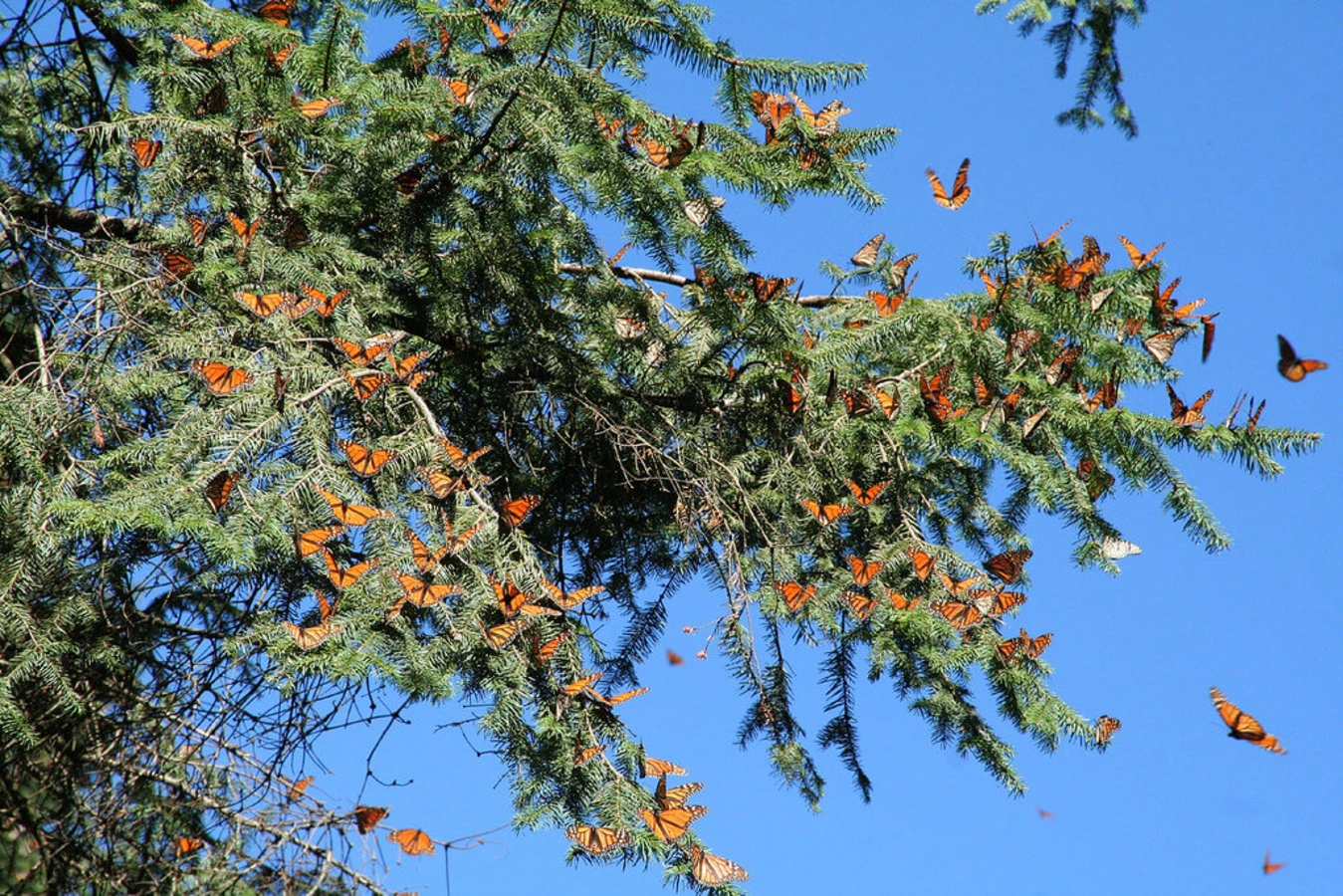 Réserve de biosphère du papillon monarque, Mexique, Mexique