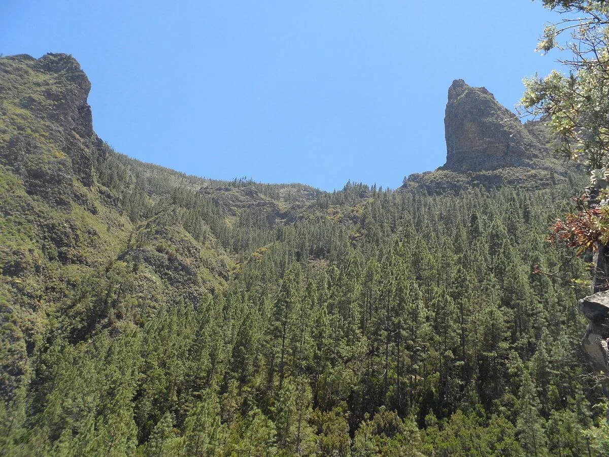 Parc naturel de la Corona Forestal, Espagne, Canaries