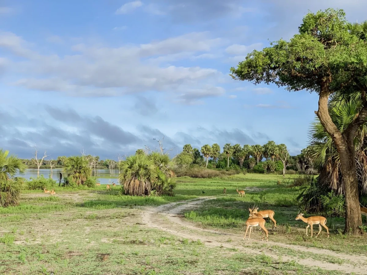 Réserve de gibier de Sélous, Tanzanie