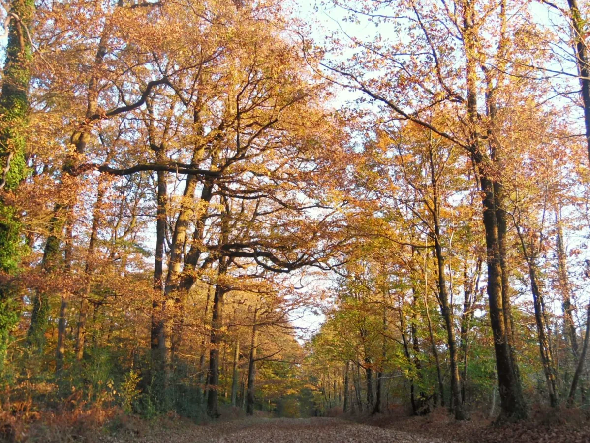 Forêt de Mervent-Vouvant, France
