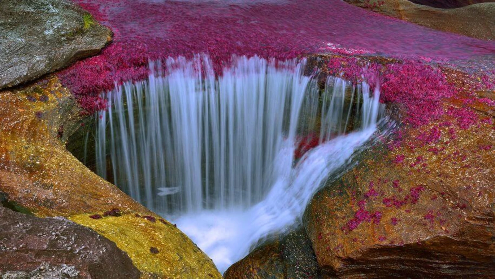 Cano Cristales, Colombie