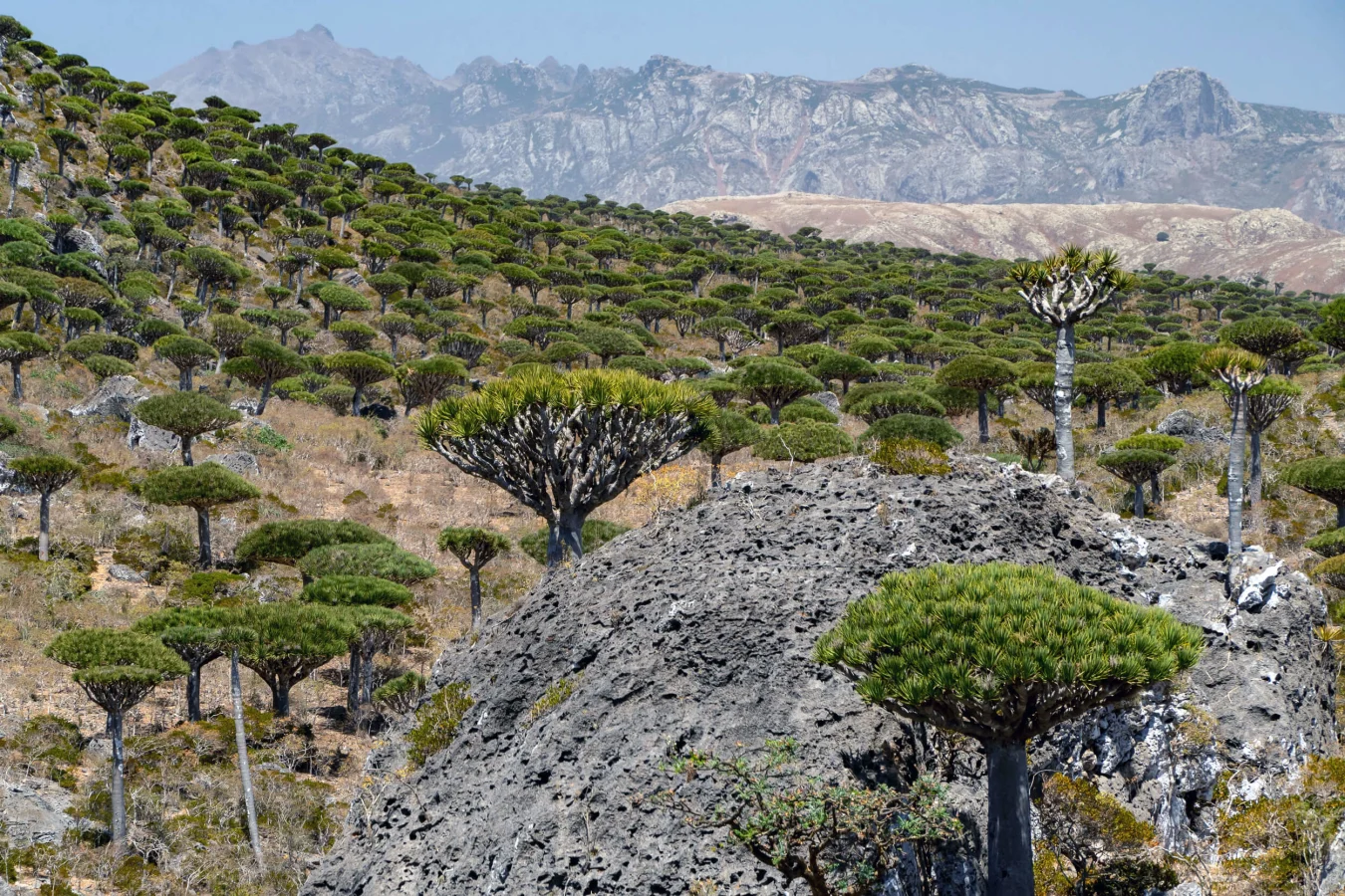 Ferhmin Forest, Yémen, Socotra