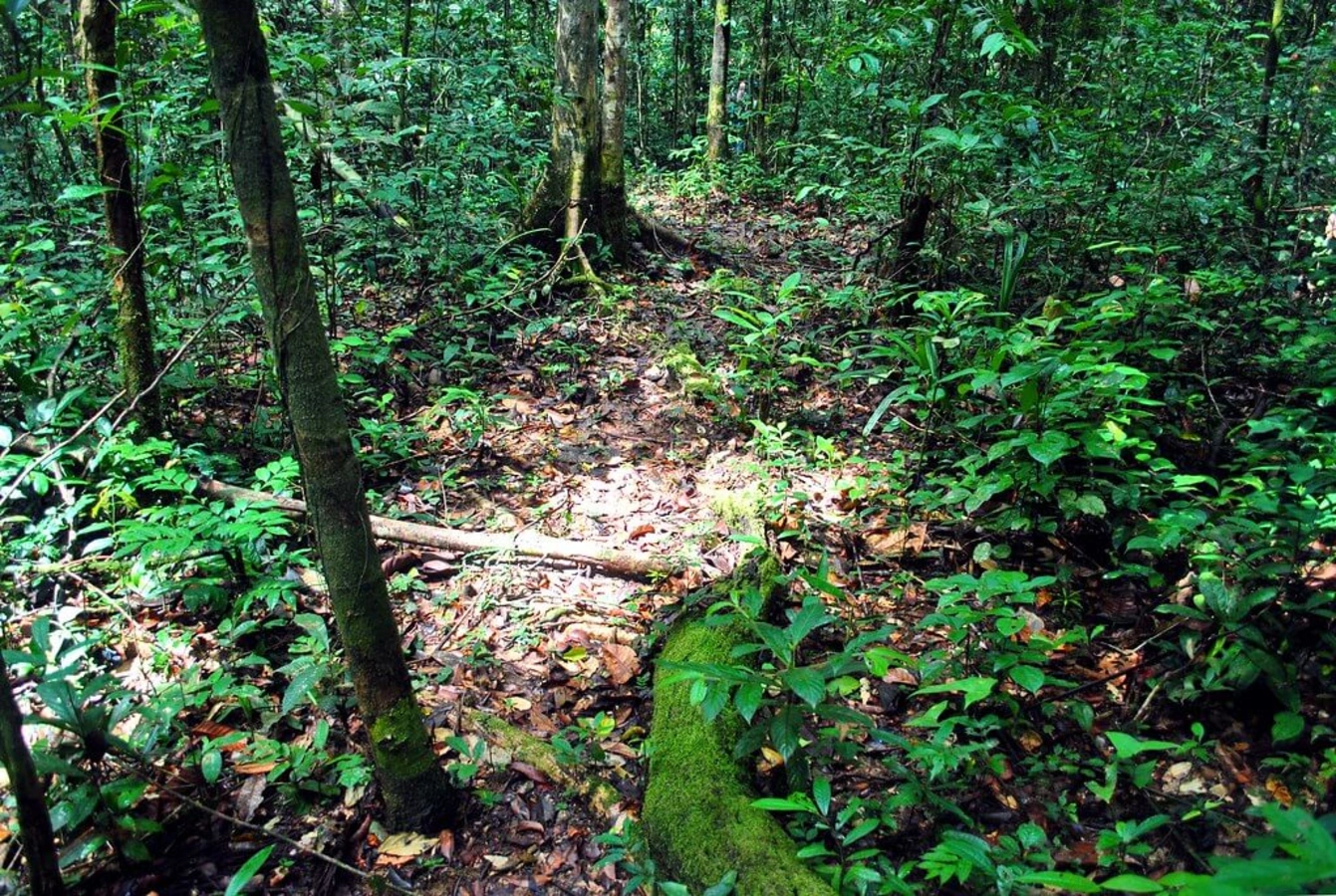 Parc national de Gola Rainforest, Sierra Leone