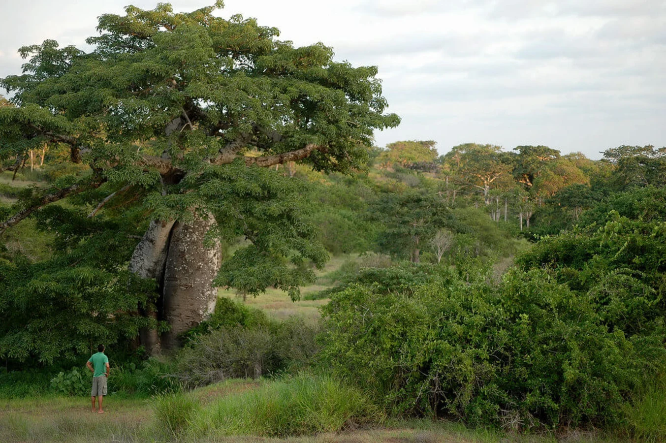 Mayombe, Angola, République démocratique du Congo, Gabon, République du Congo, République du Congo, République du Congo