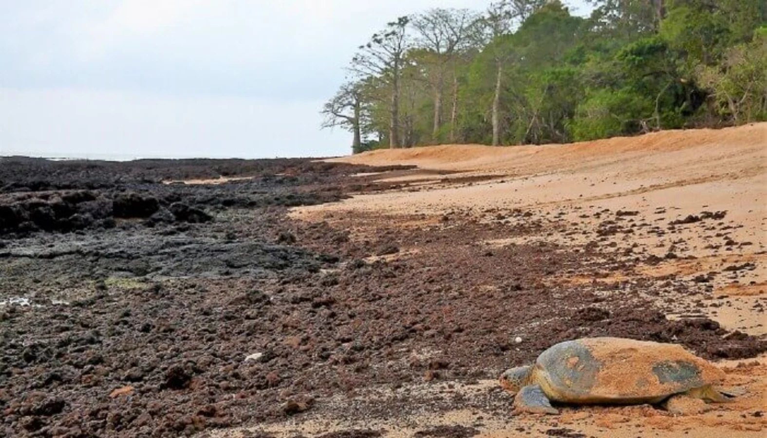 Parc national marin des îles Joao Vieira-Poilao, Guinée-Bissau