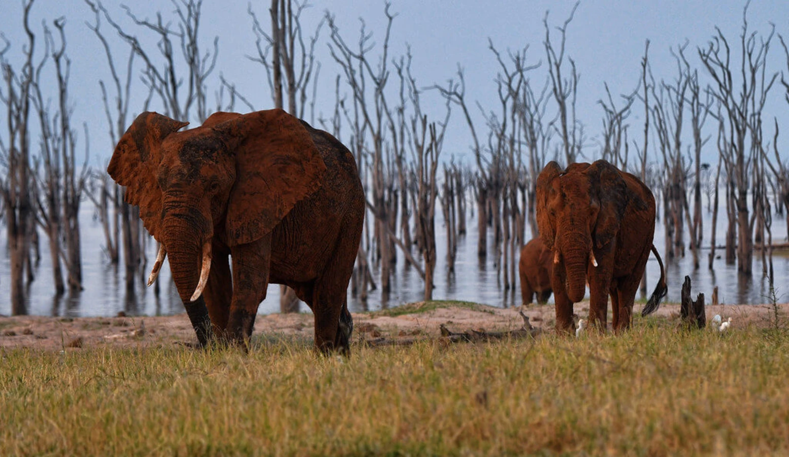 Parc national de Matusadona, Zimbabwe