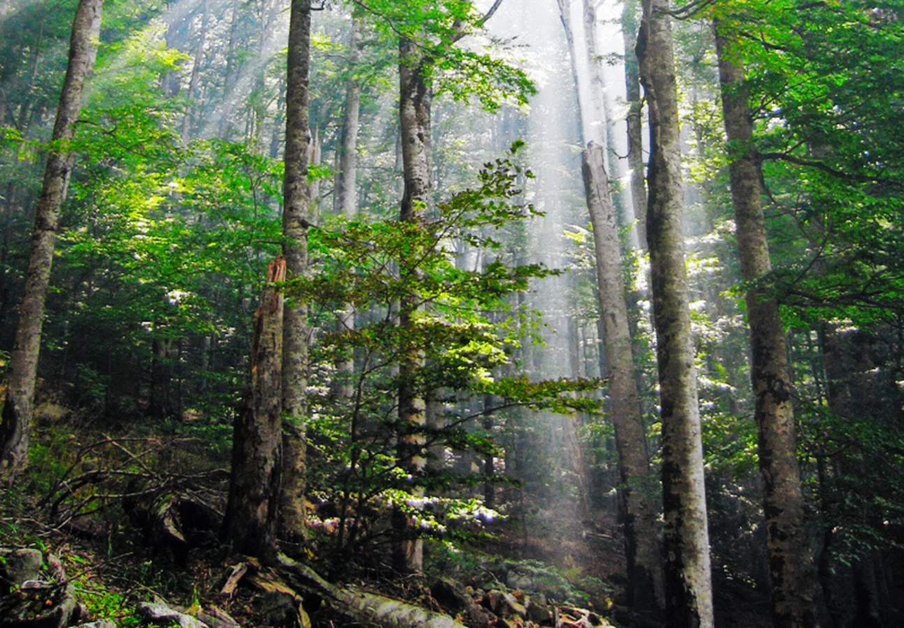 Parc national de Biogradska Gora, Monténégro, Monténégro, Monténégro