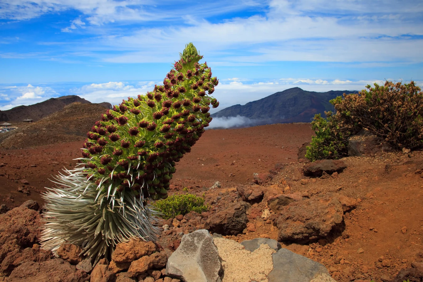 Parc national de Haleakala, États-Unis, Hawaï
