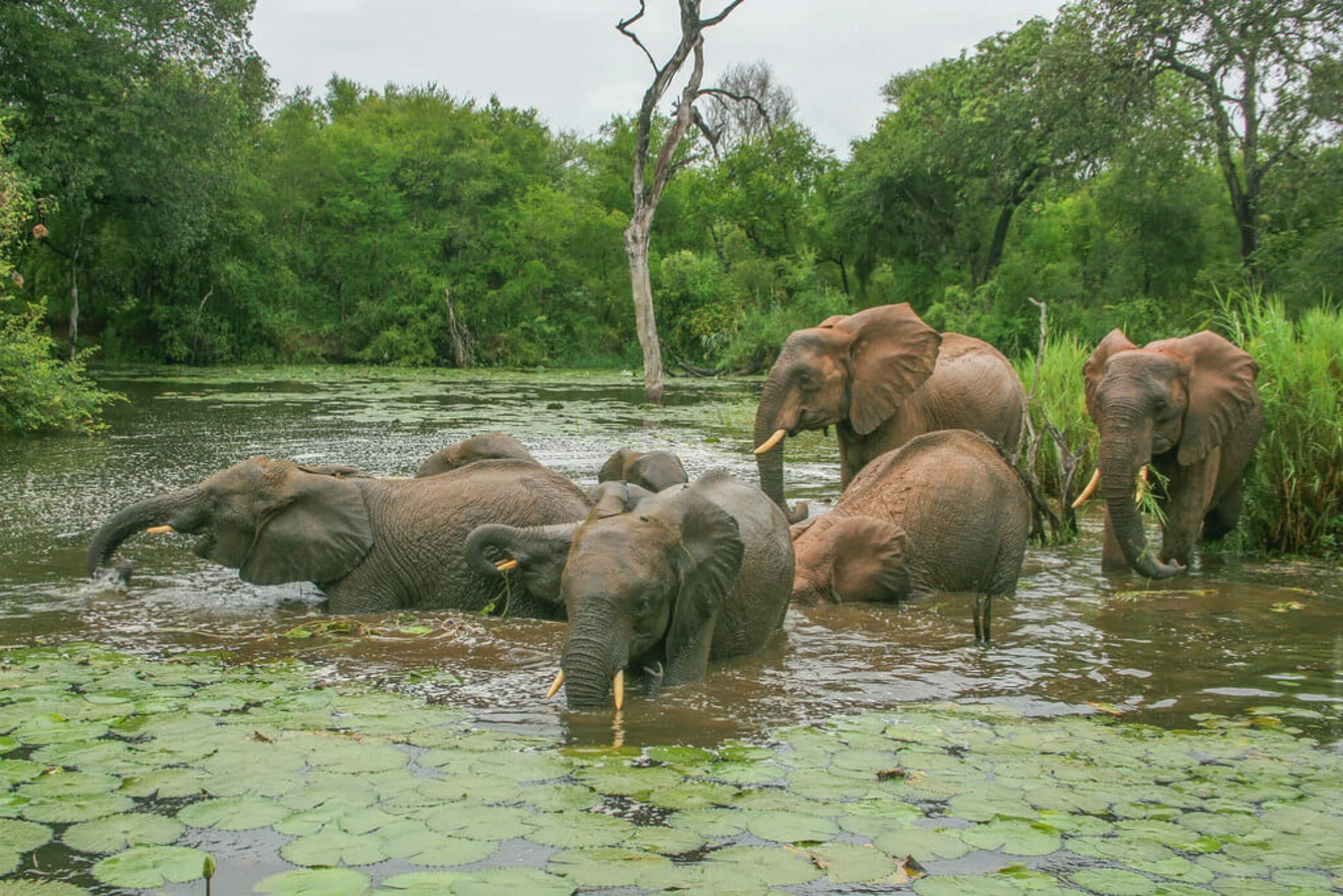 Parc national Kruger, Afrique du Sud