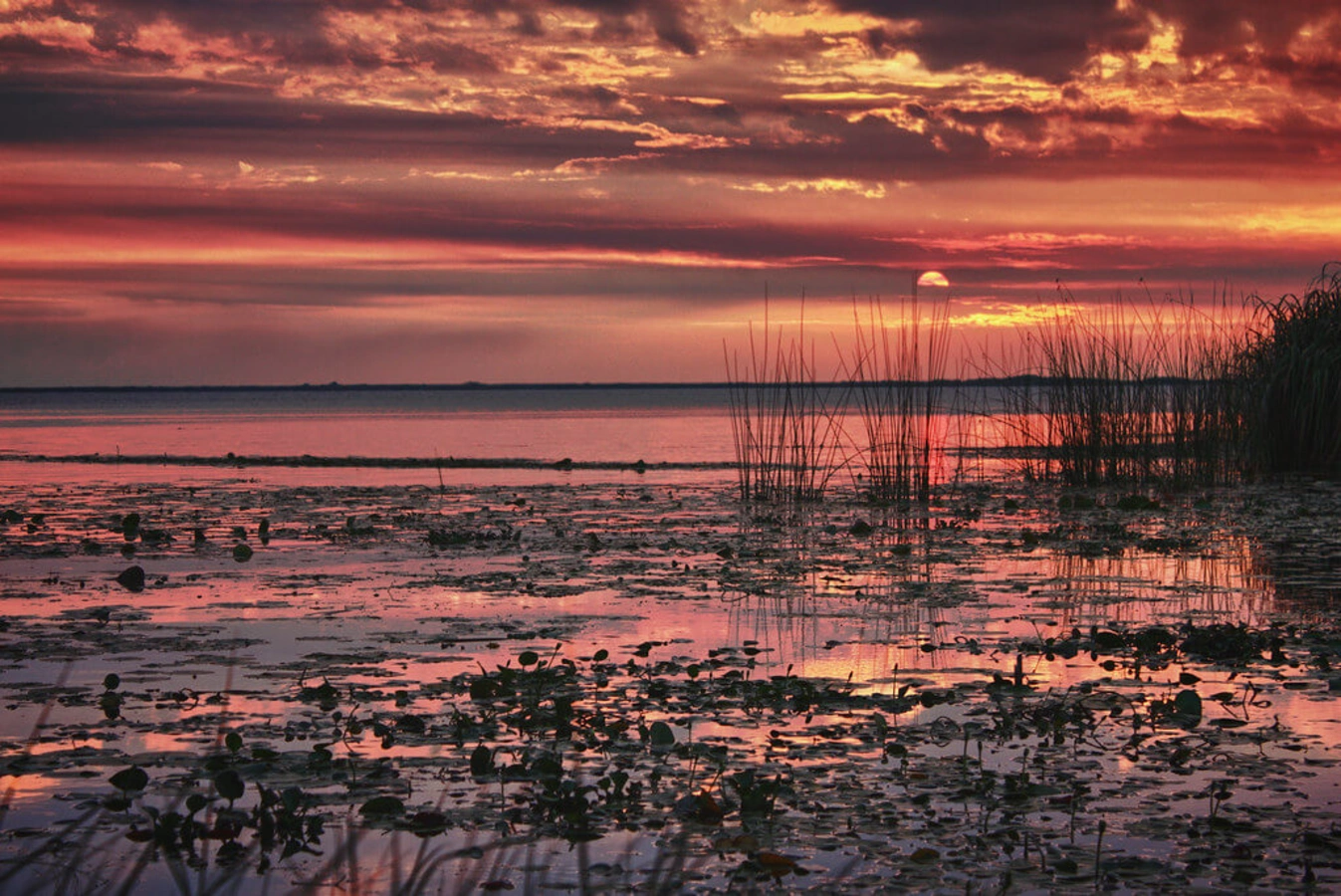 Réserve naturelle de l'Iberá, Argentine