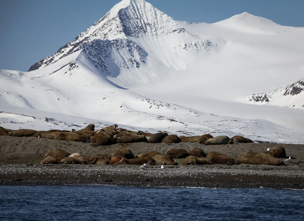 Parc national de Forlandet, Svalbard et Jan Mayen