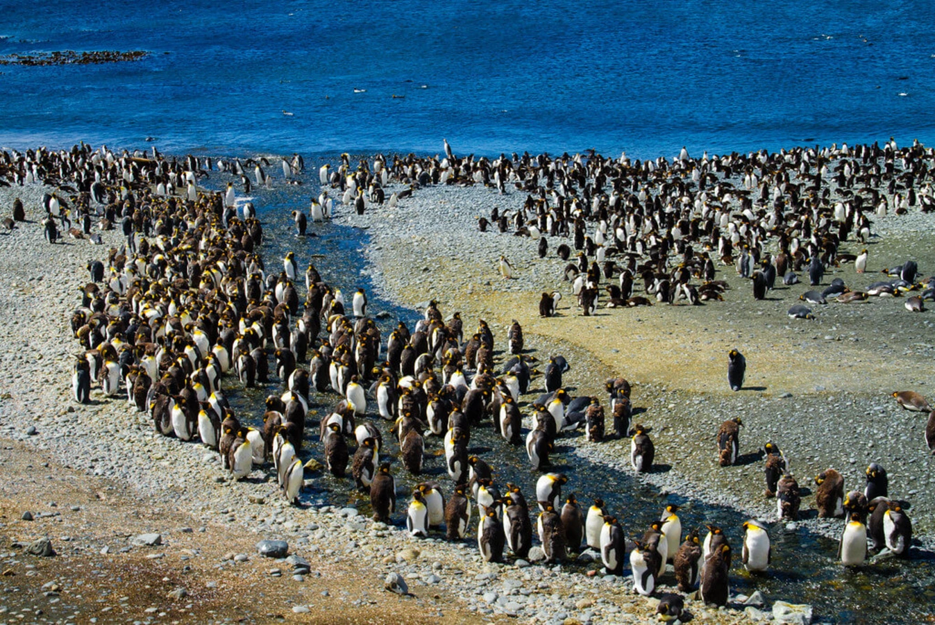 Île Macquarie, Australie, Tasmanie