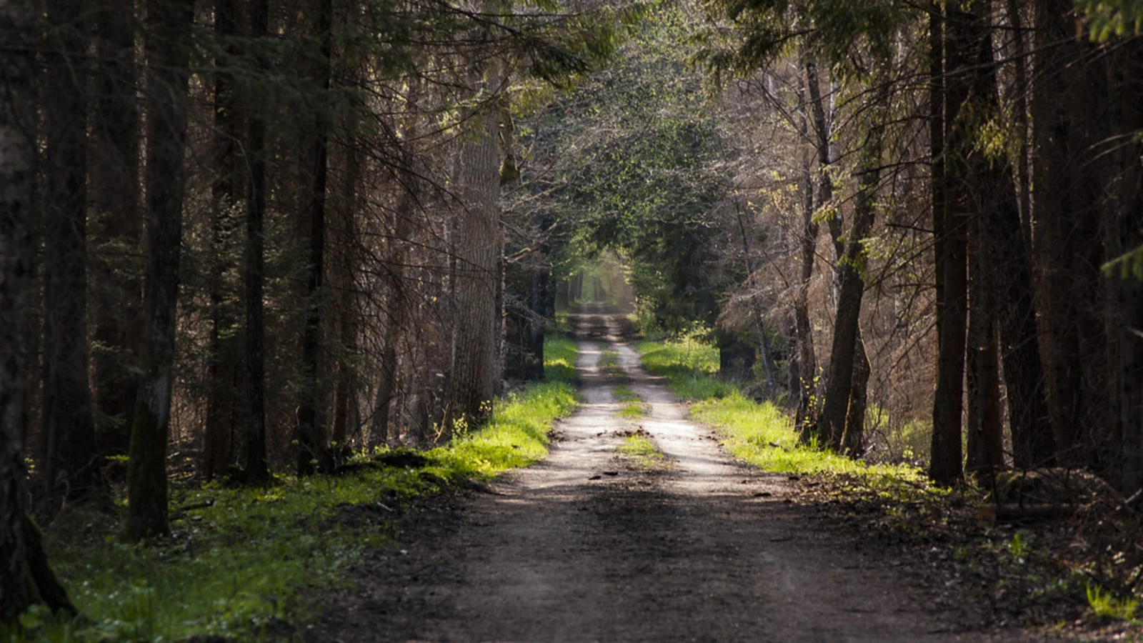 Forêt de Bialowieza, Pologne, Biélorussie