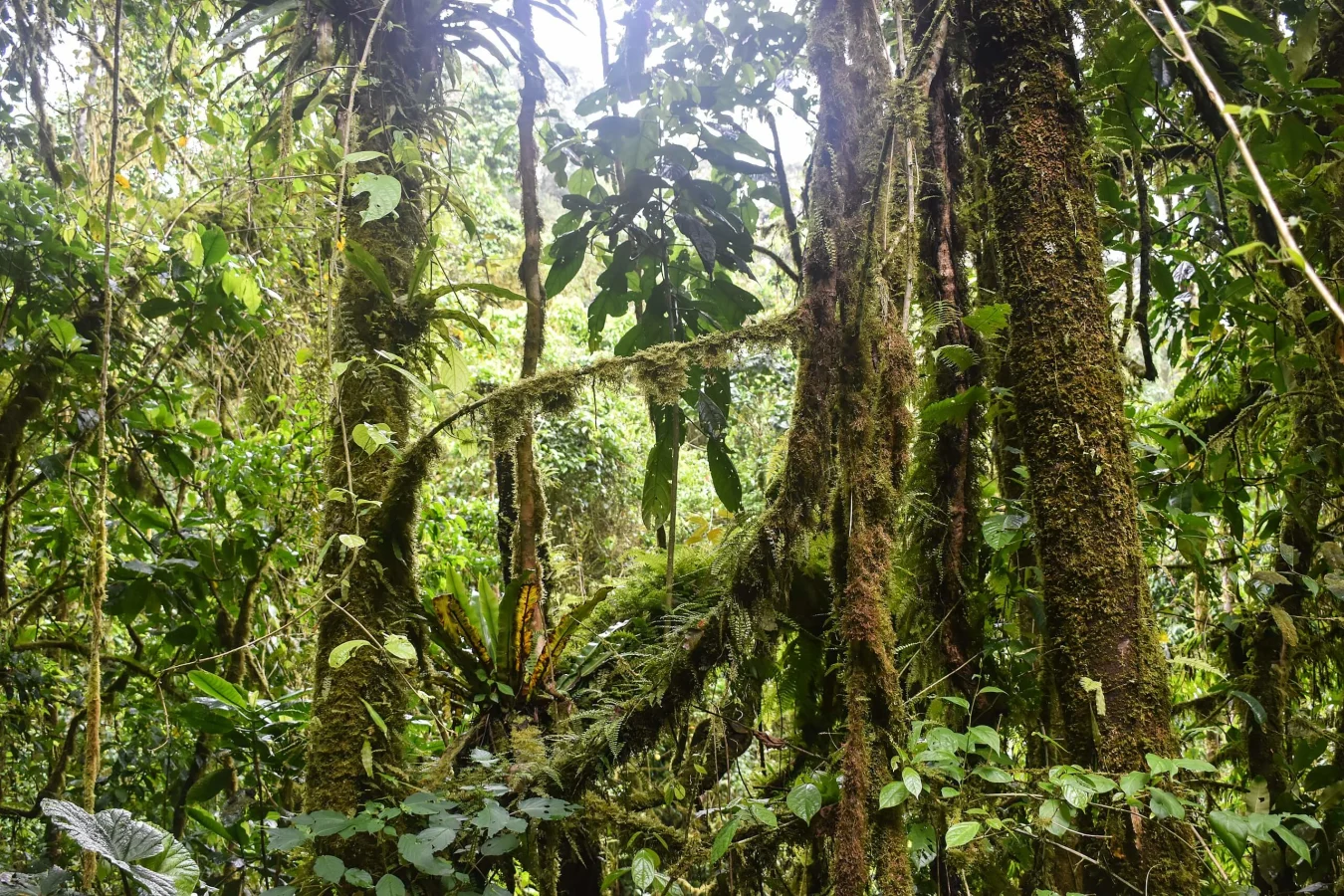 Parc naturel Obo de Sao Tomé, Sao Tomé-et-Principe
