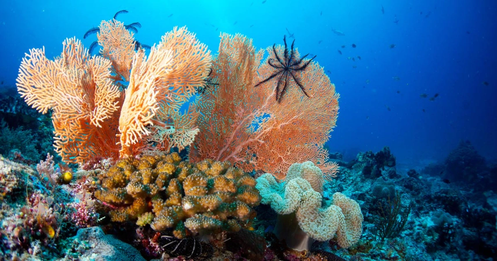Sardine's Reef, Indonésie