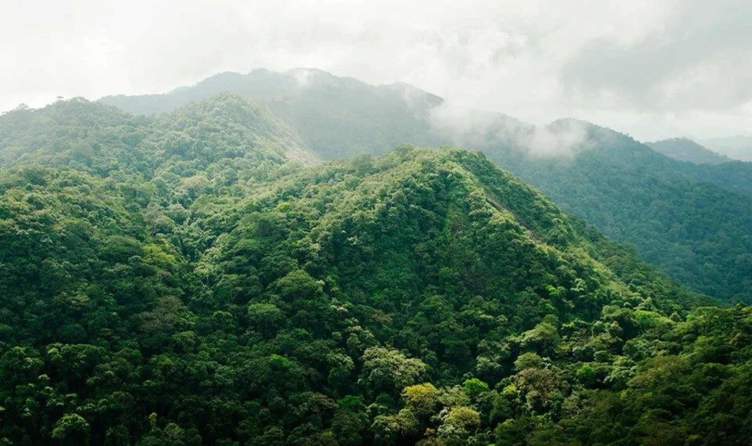 Tingi Hills Forest Reserve, Sierra Leone