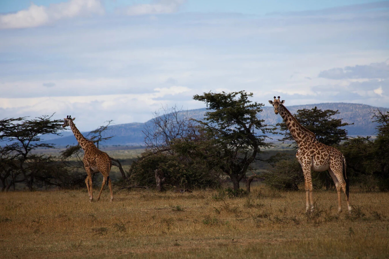 Réserve nationale du Masai Mara, Kenya