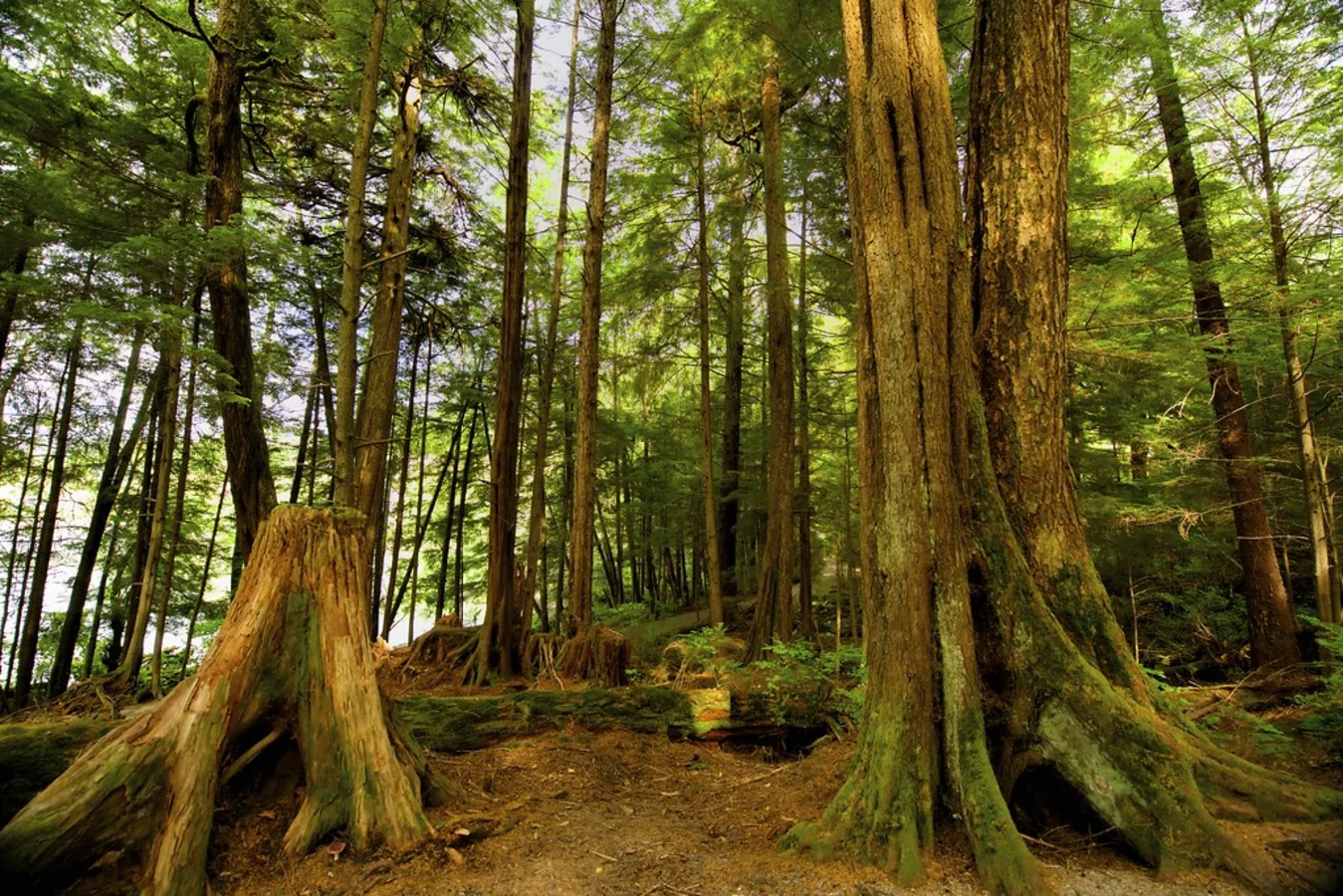 Forêt nationale de Tongass, États-Unis