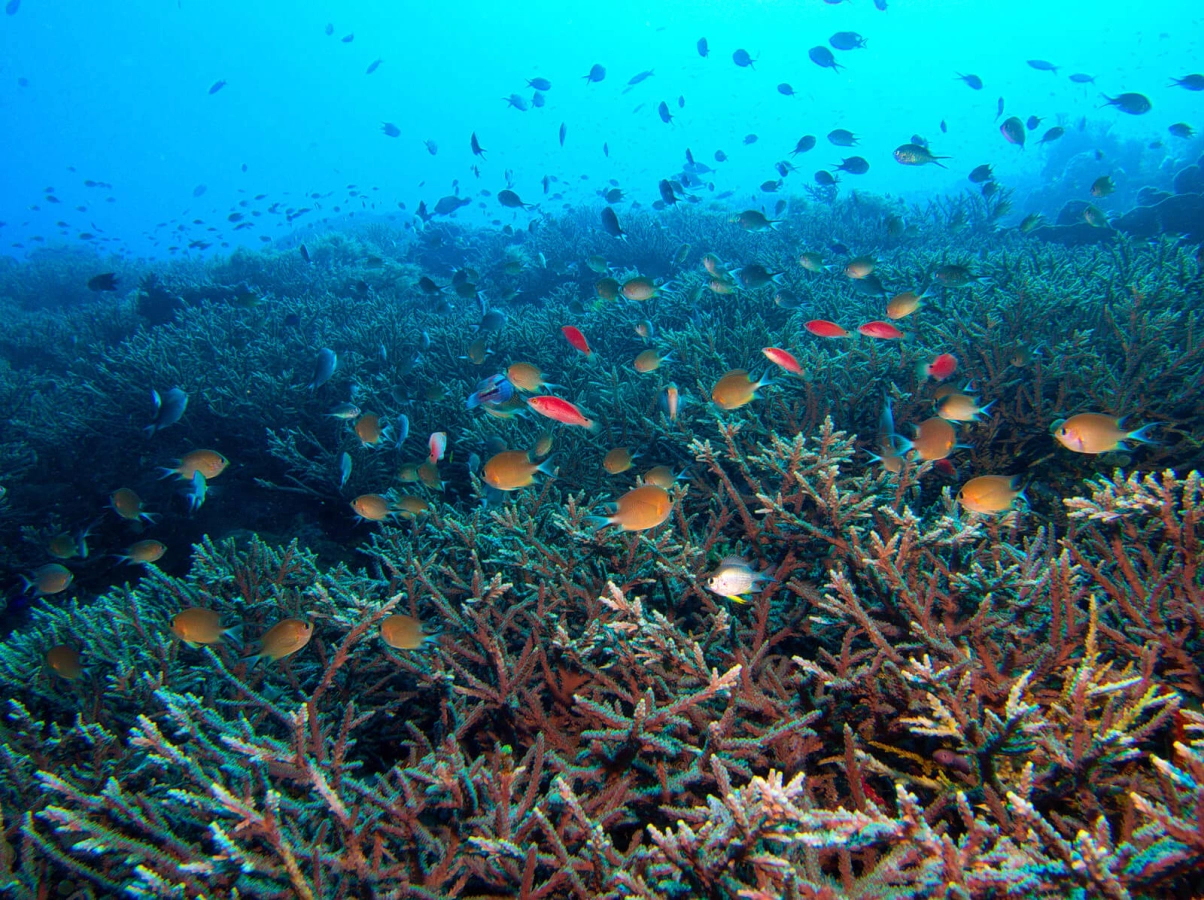 Récif d'Apo, Philippines