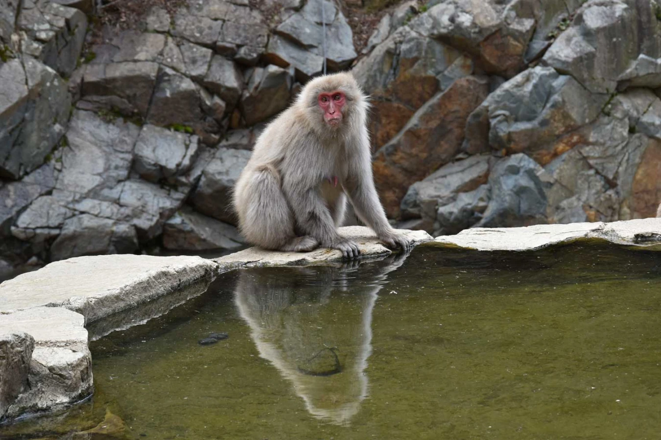 Parc aux singes de Jigokudani , Japon