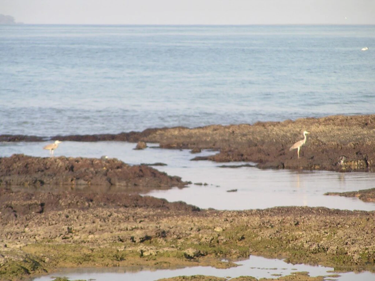 Poilao, Guinée-Bissau
