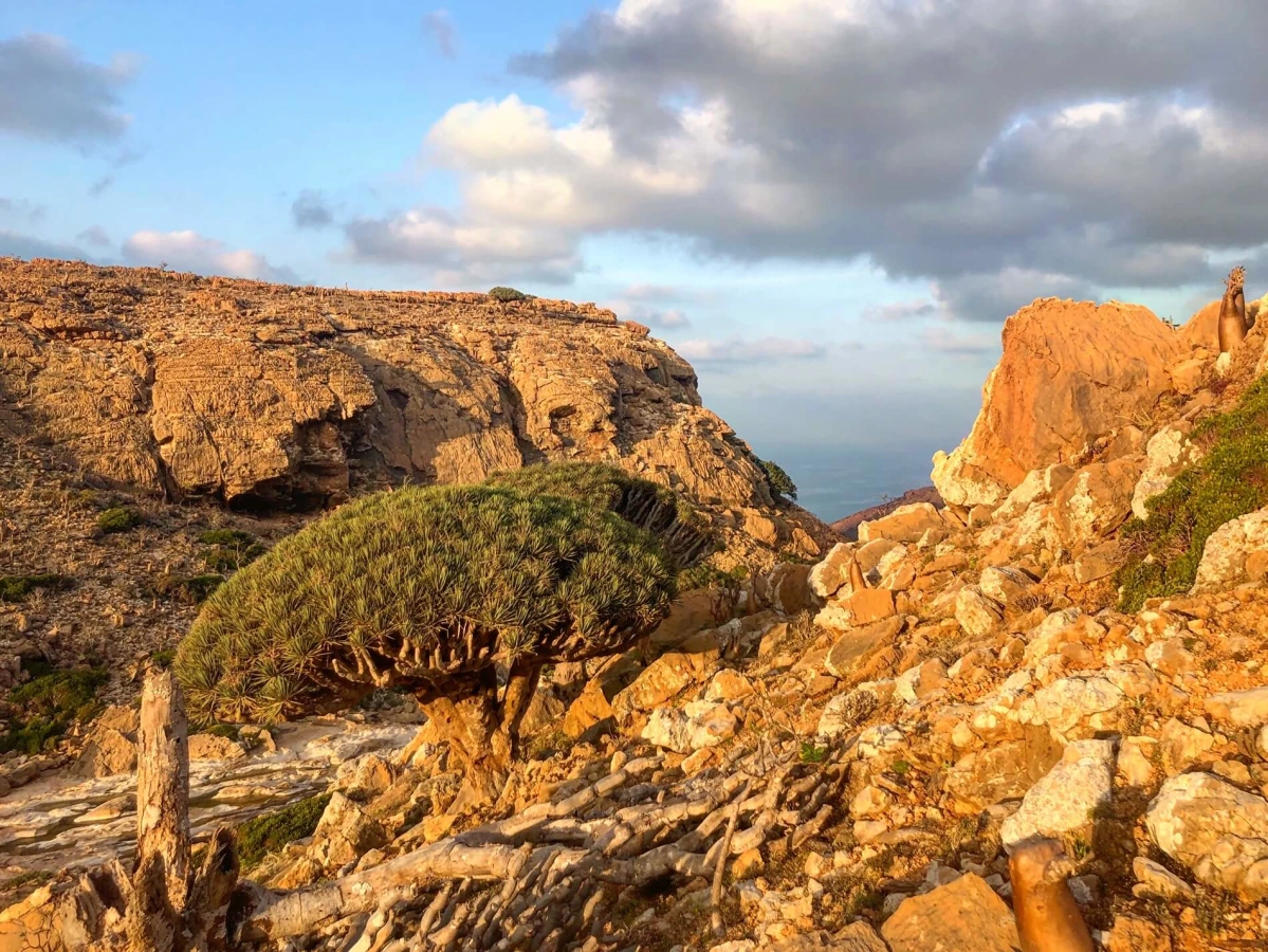 Zone protégée d'Homhil, Yémen, Socotra