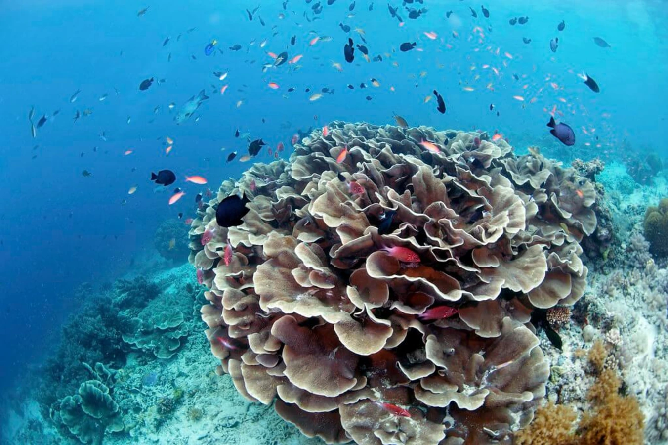 Sipadan, Malaisie