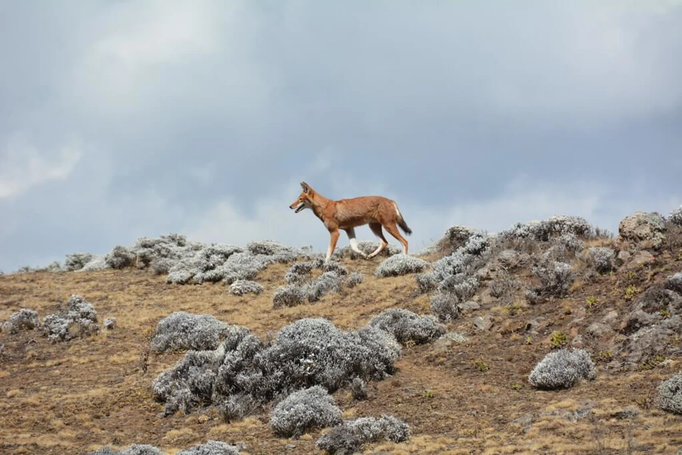 Parc national du Mont Balé, Éthiopie