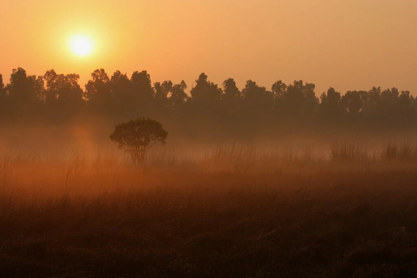 Parc national des Sundarbans, Inde