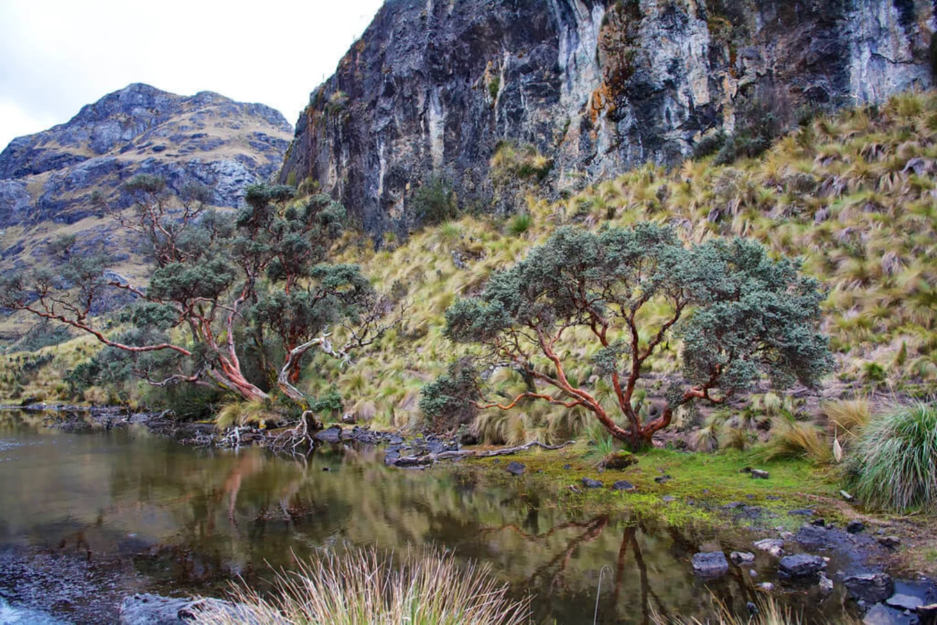Parc national Cajas, Équateur
