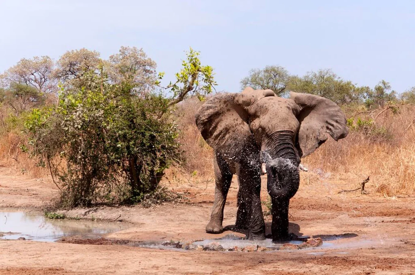 Parc national de Zakouma, Tchad
