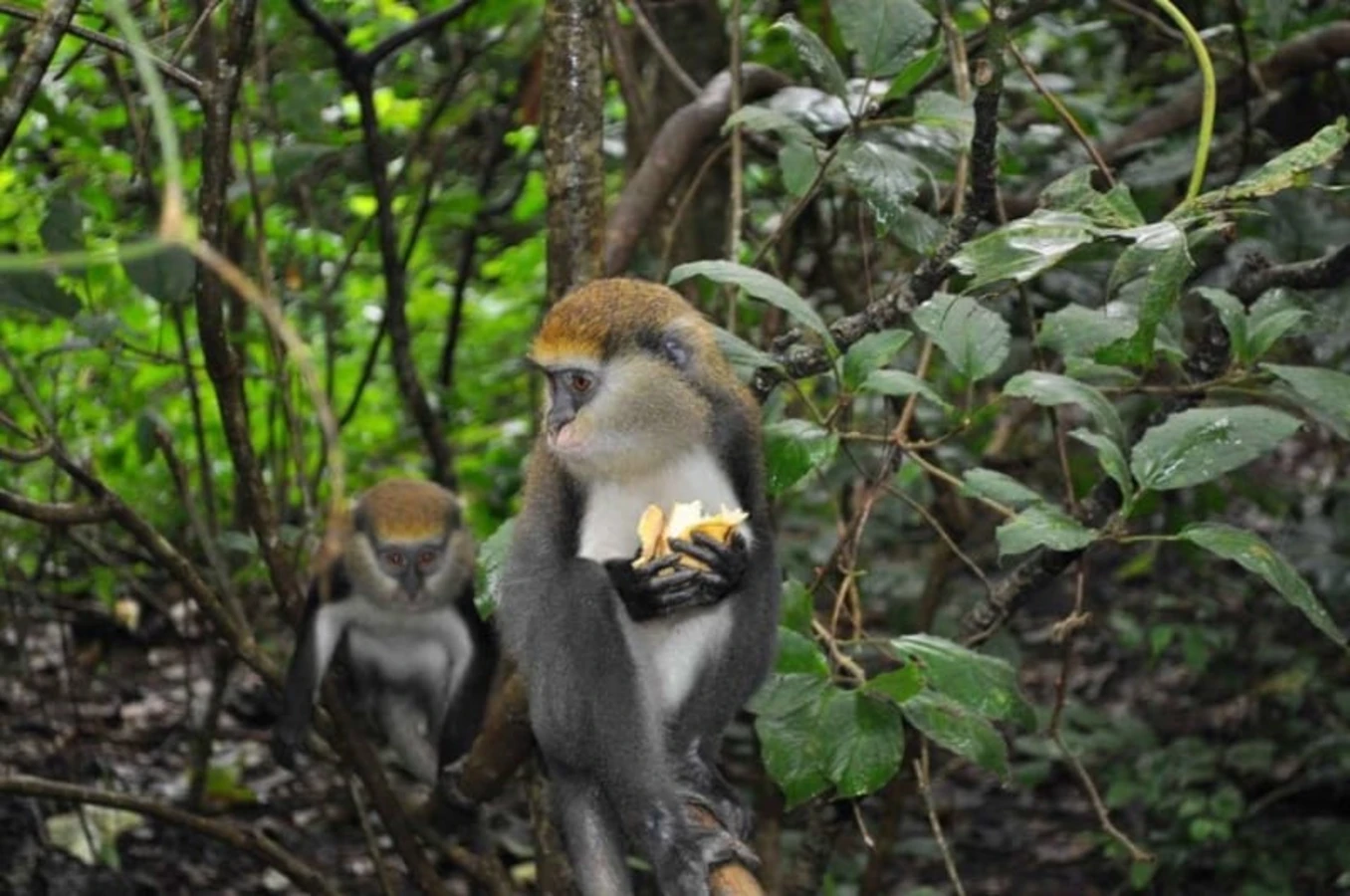 Parc national de Digya, Ghana, Ghana