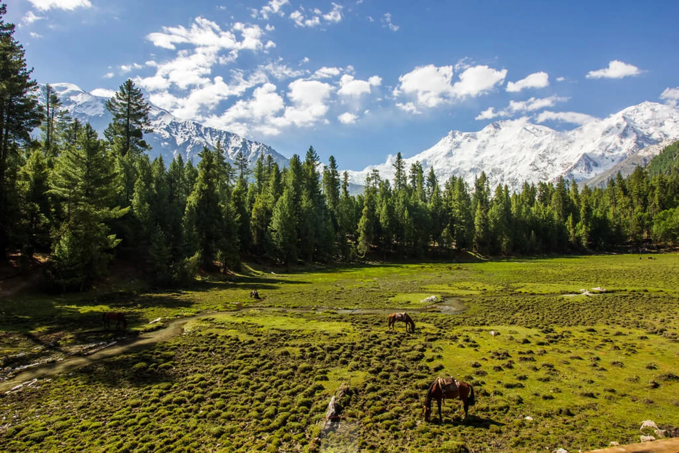 Prairie des fées, Pakistan