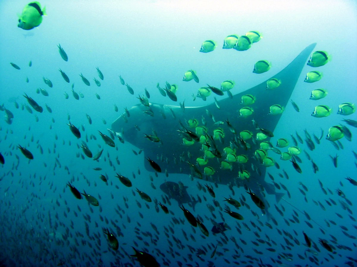 Île Gorgona, Colombie