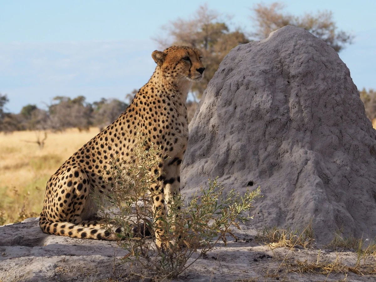Selinda Game Reserve, Botswana