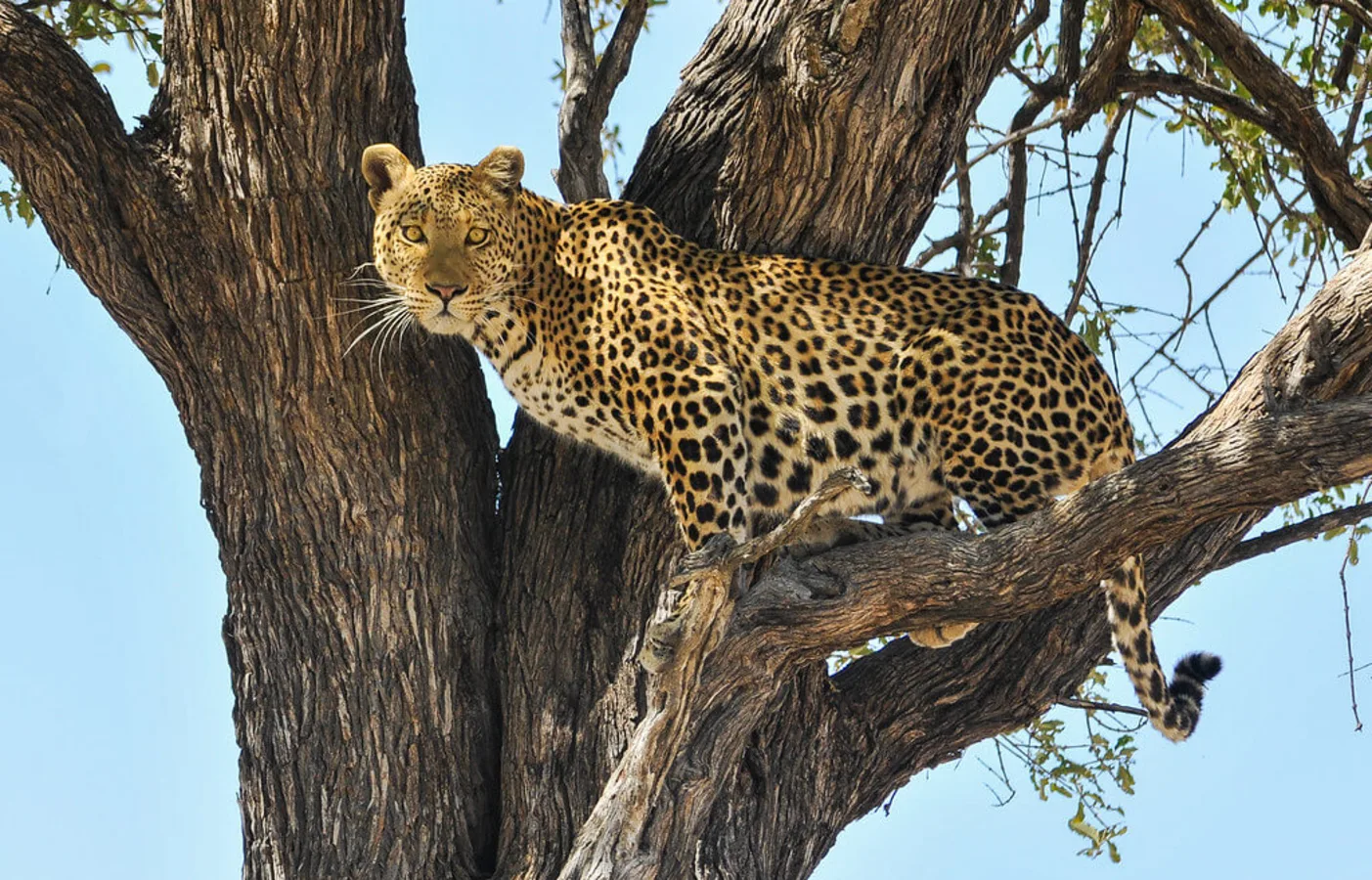 Moremi Game Reserve, Botswana
