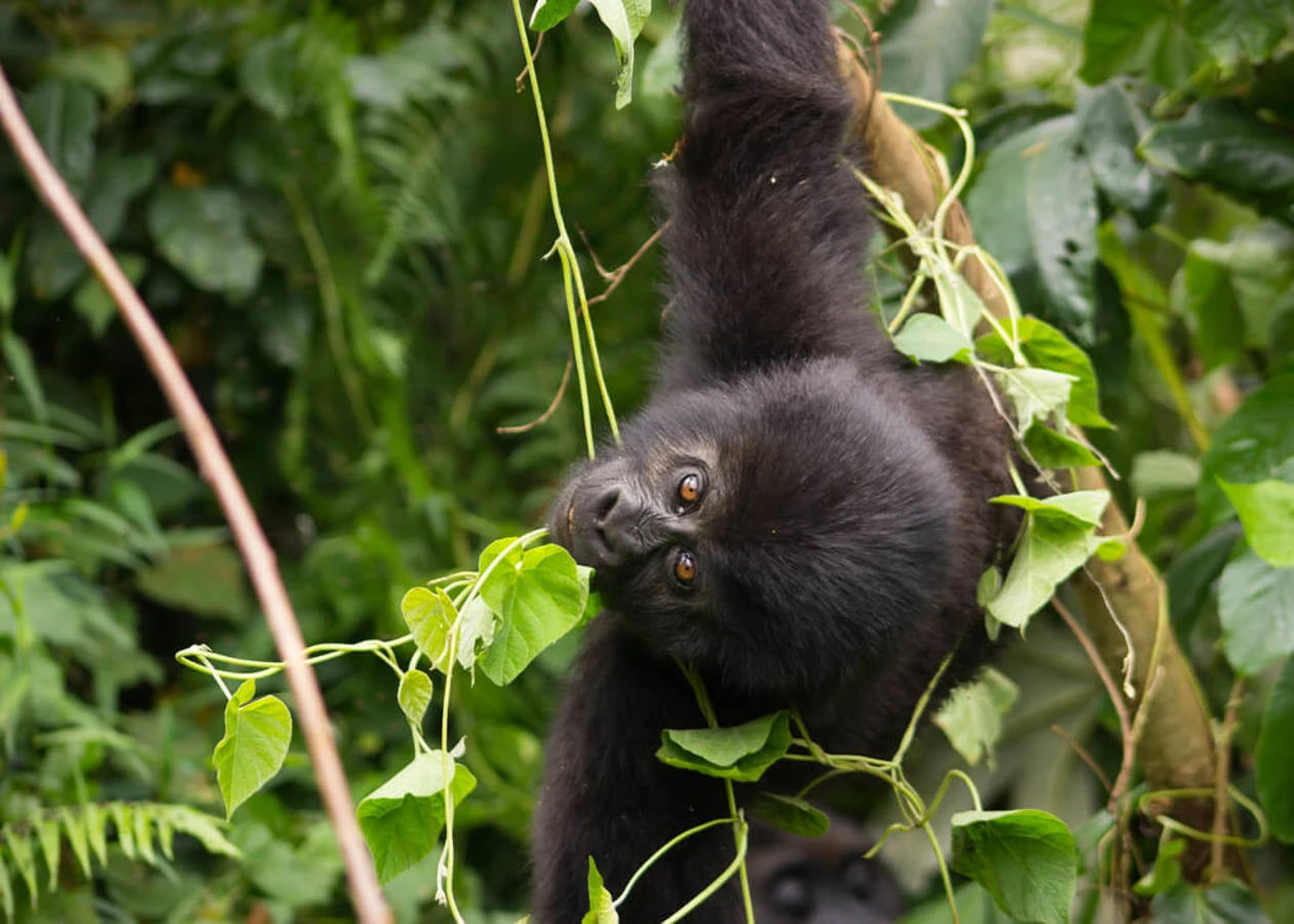 Parc national de Kahuzi-Biega, République démocratique du Congo, République démocratique du Congo, République démocratique du Congo