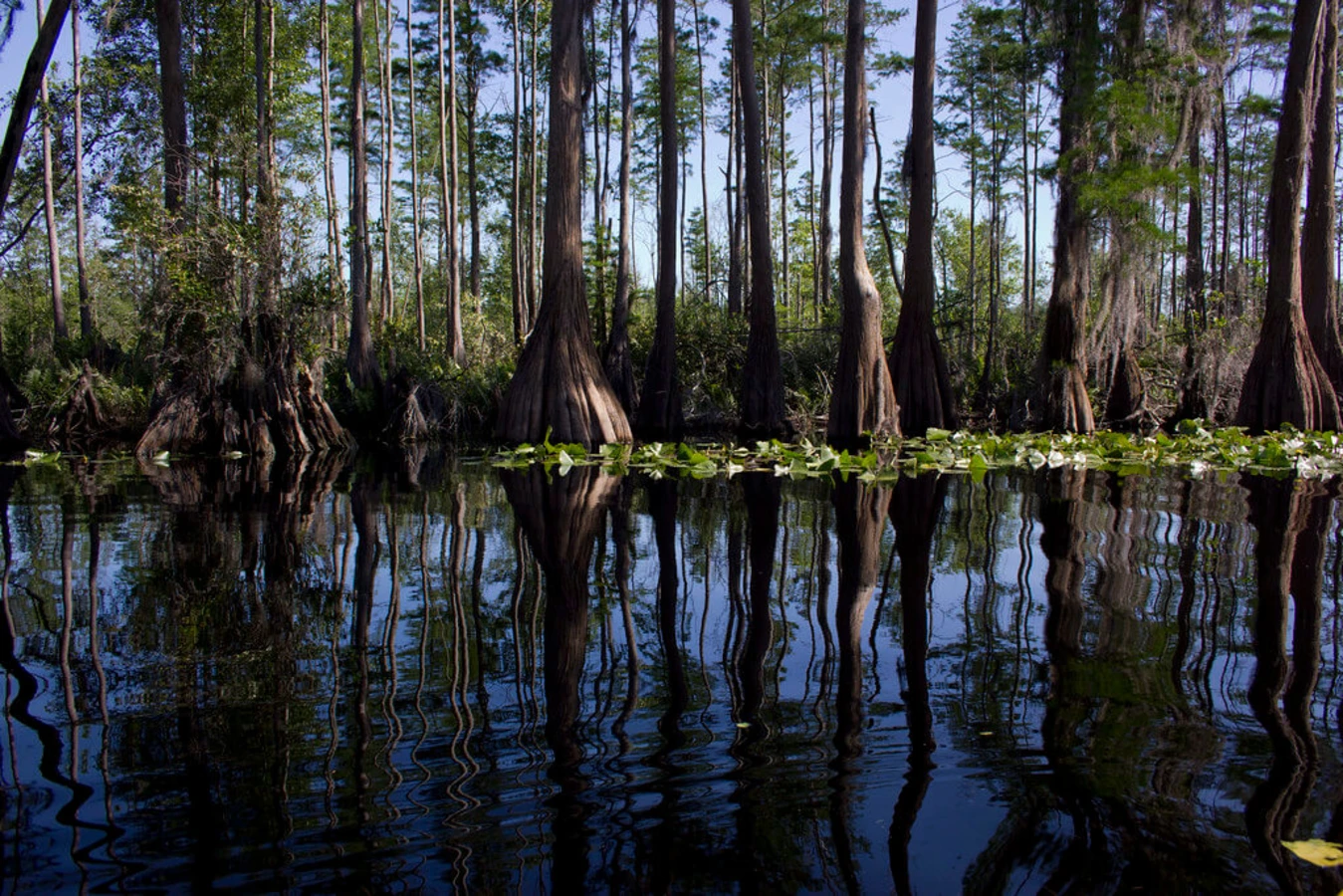 Marais d'Okefenokee, États-Unis, États-Unis