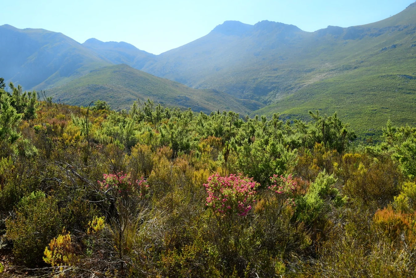 Mont Rochelle Nature Reserve, Afrique du Sud