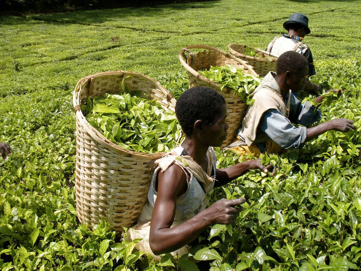 Massif Mulanje, Malawi