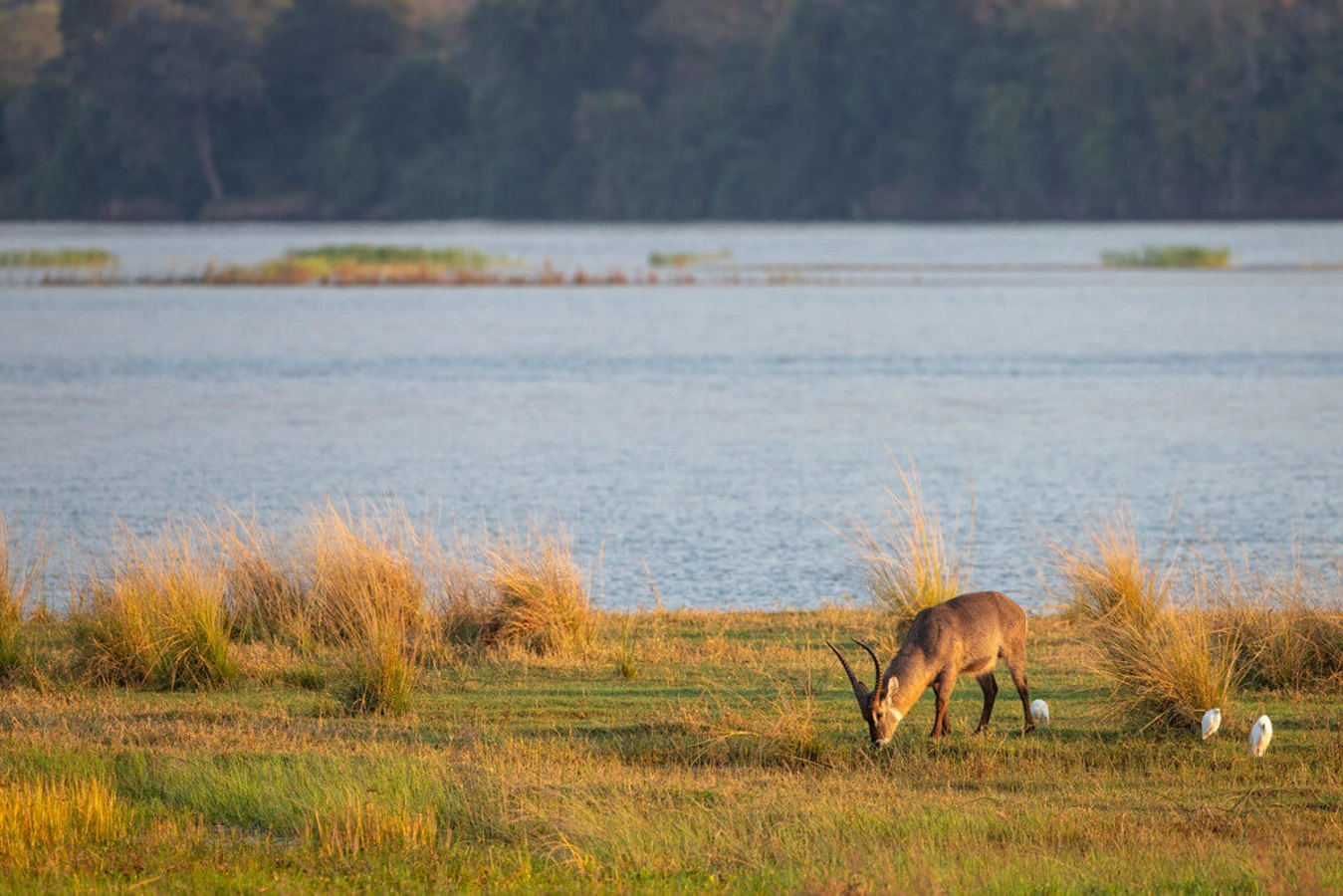 Parc national de Mana Pools, Zimbabwe
