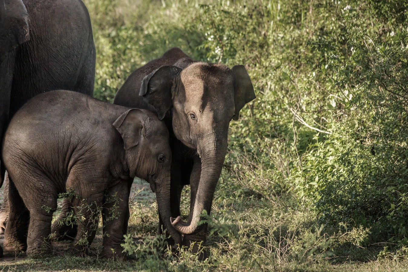 Parc national d'Uda Walawe, Sri Lanka, Sri Lanka