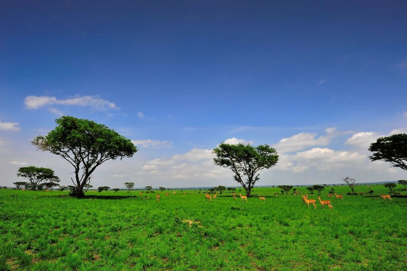 Parc national de Kibale, Ouganda