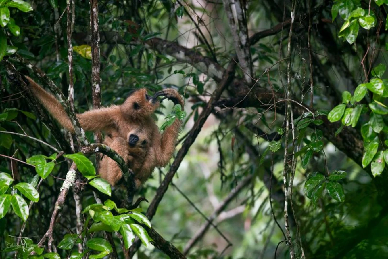 The Gibbon Experience, Laos