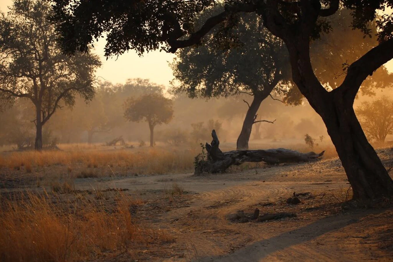 Parc national de Luangwa Sud, Zambie