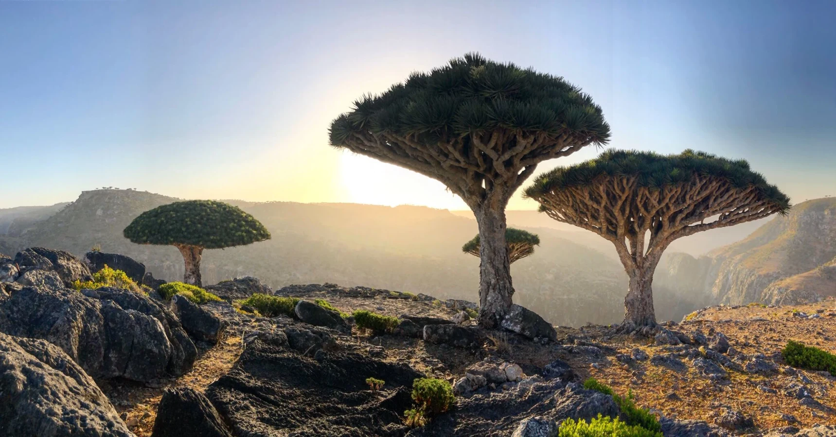 Plateau de Diksam, Yémen, Socotra