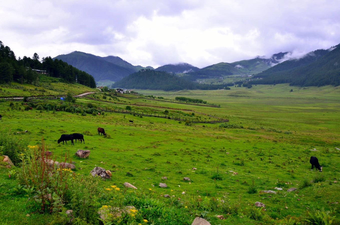 Vallée de Phobjikha, Bhoutan
