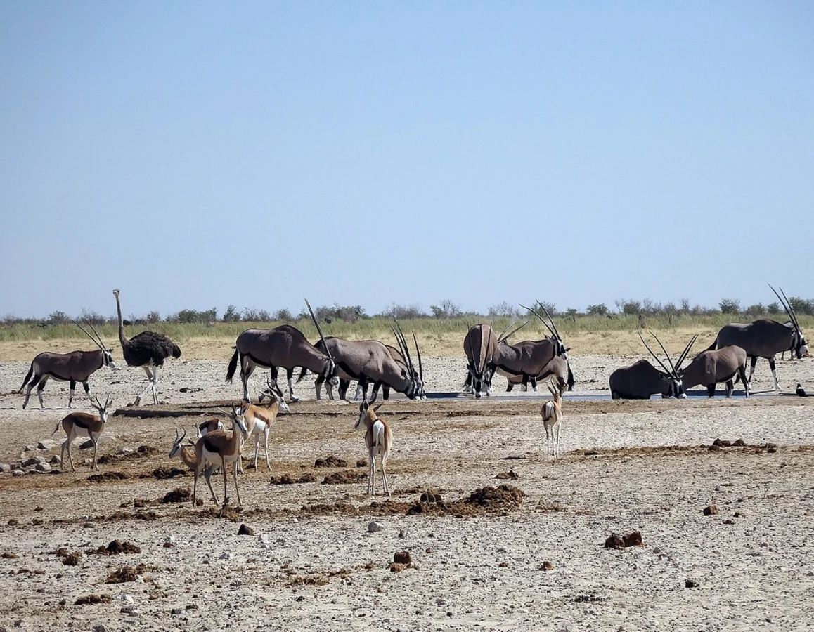 Ozonjuitji m'Bari Waterhole, Namibie