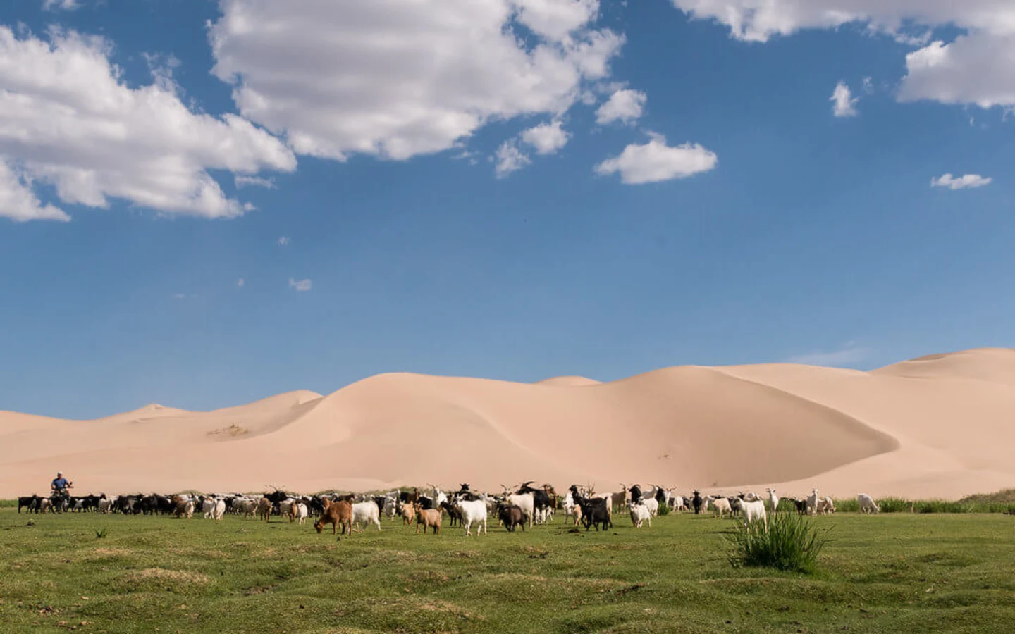 Dunes de Khongor, Mongolie